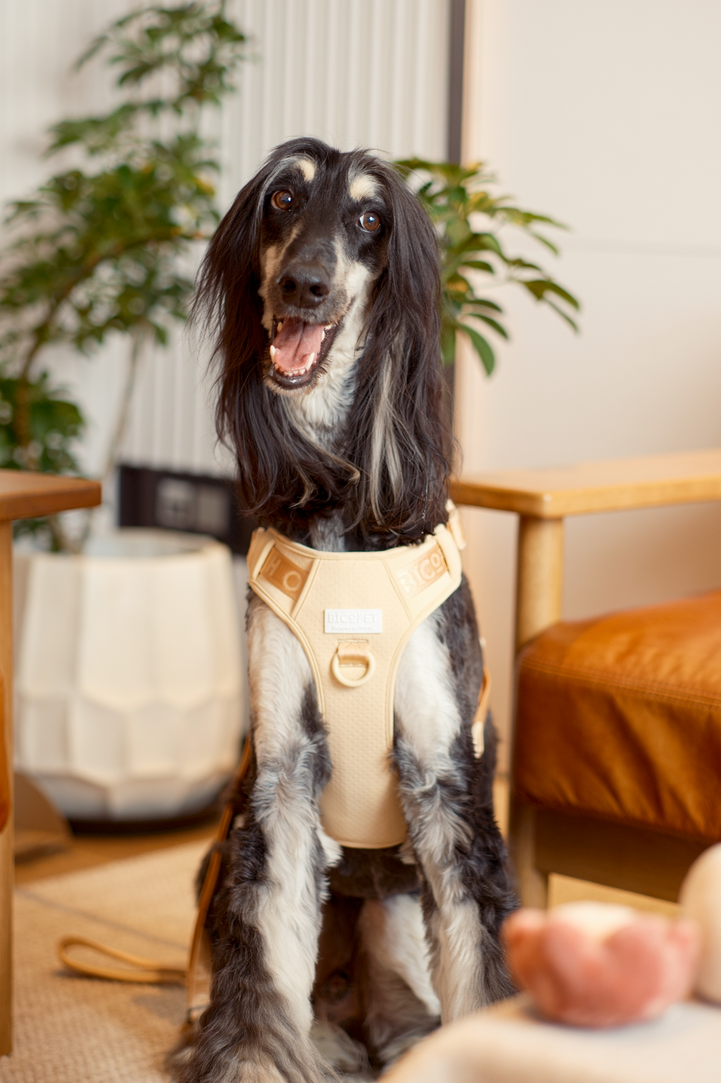 No Pull Dog Harness- APRICOT
