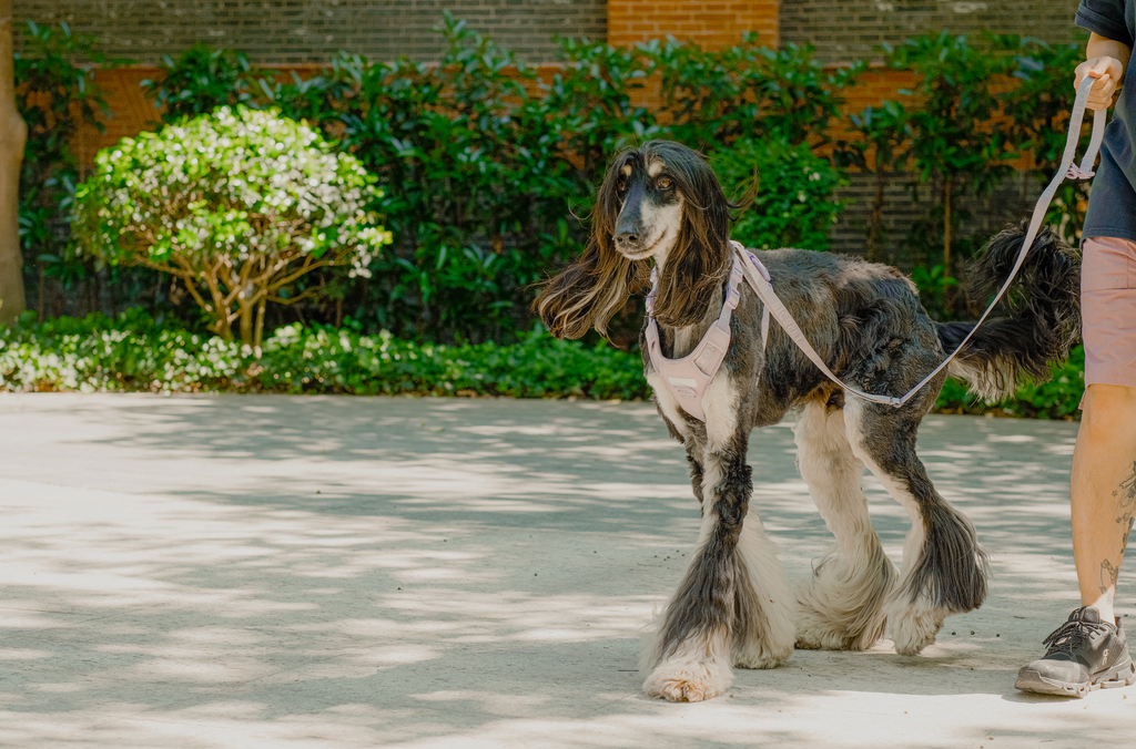 Padded Leash Mint Purple
