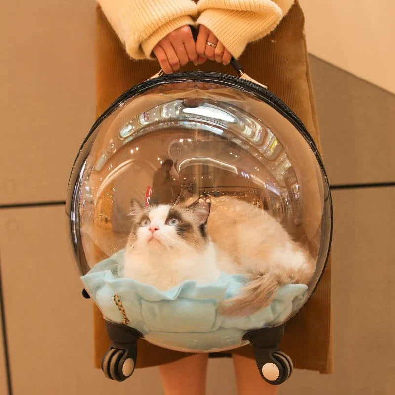 Unique Panoramic Cat Trolley