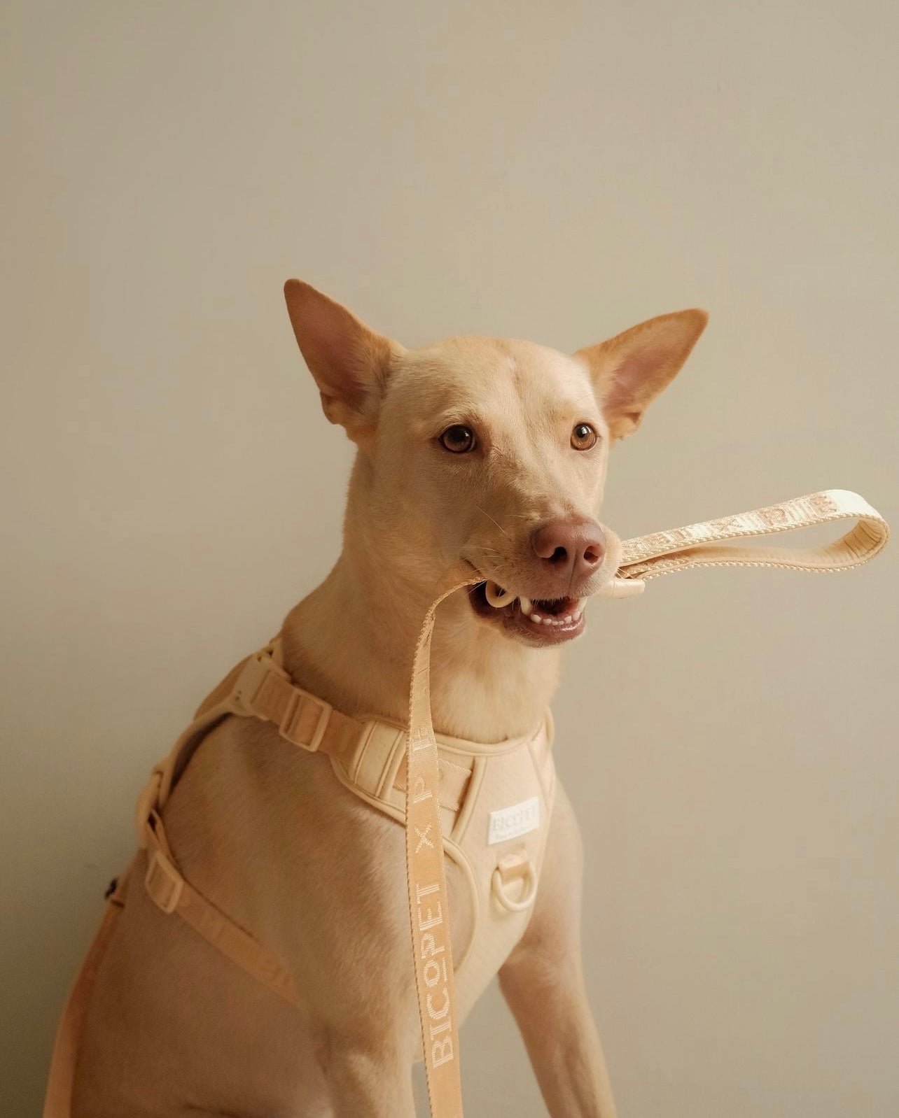 No Pull Dog Harness- APRICOT