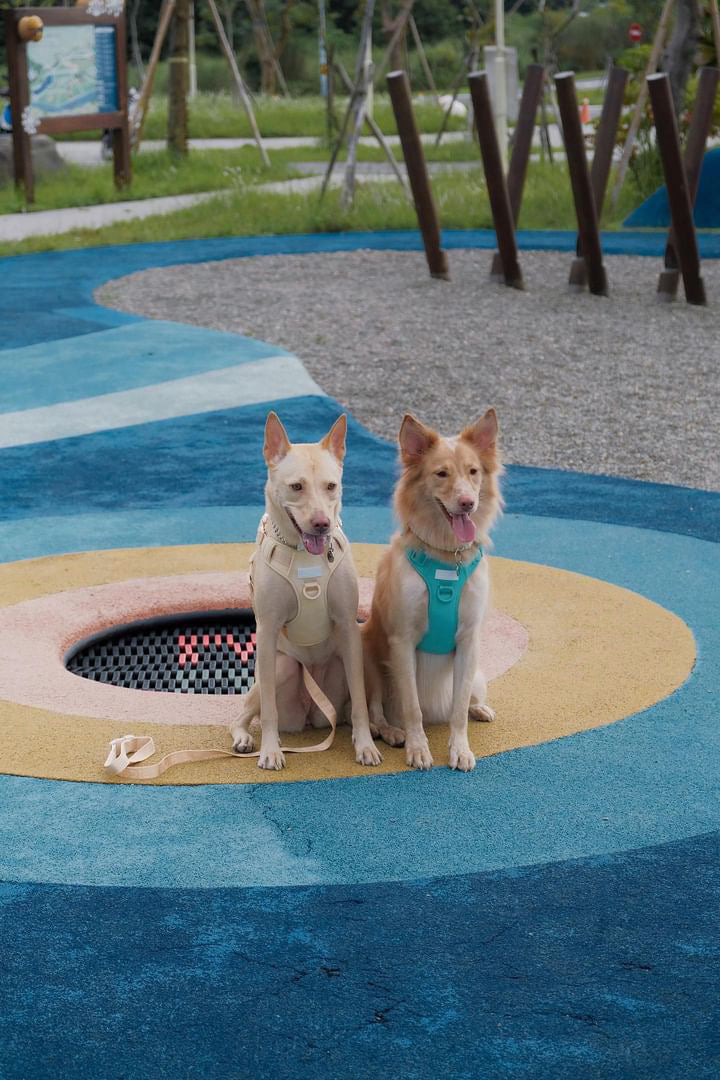 No Pull Dog Harness- APRICOT