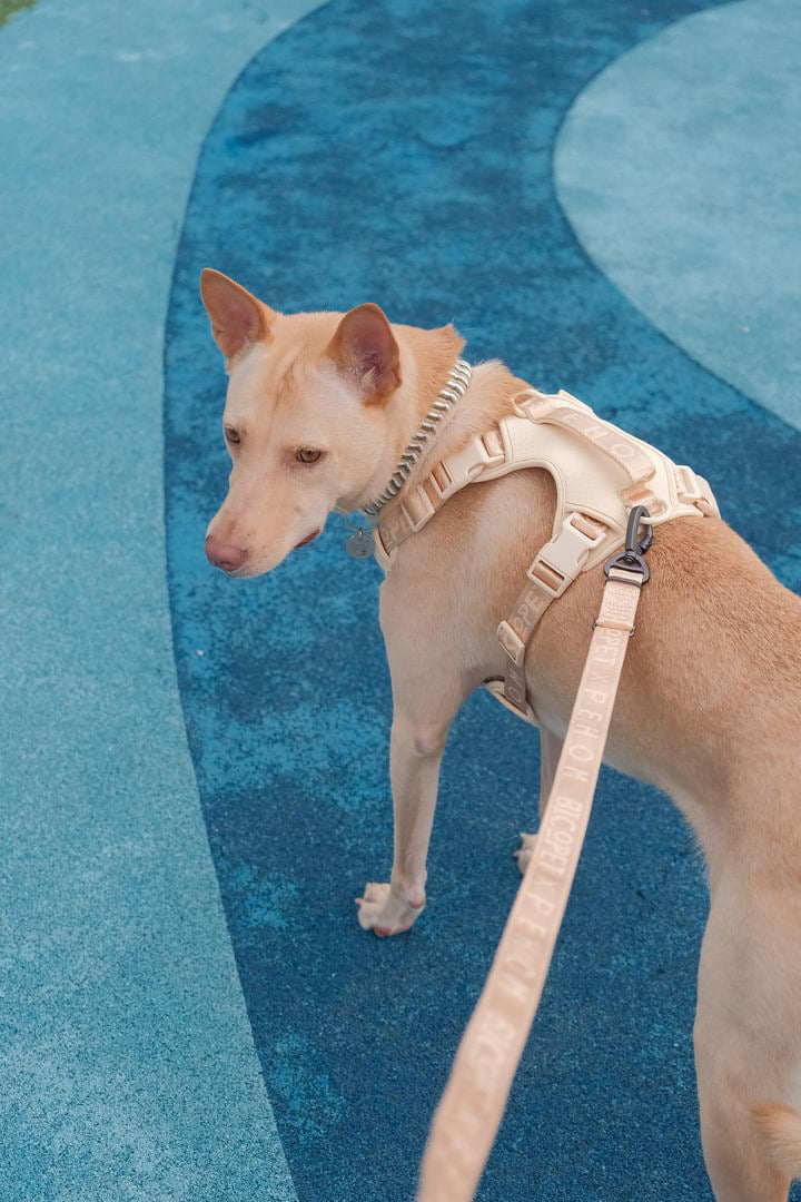 No Pull Dog Harness- APRICOT