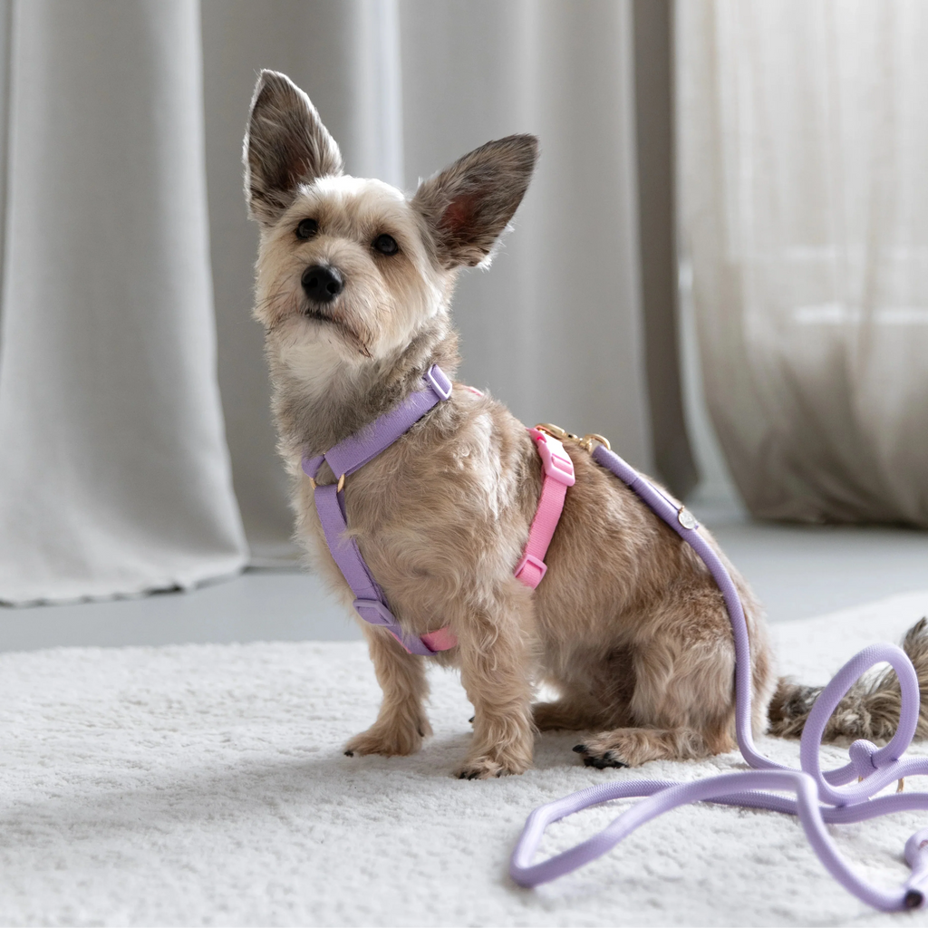 Furlou Lavender and Pink Harness