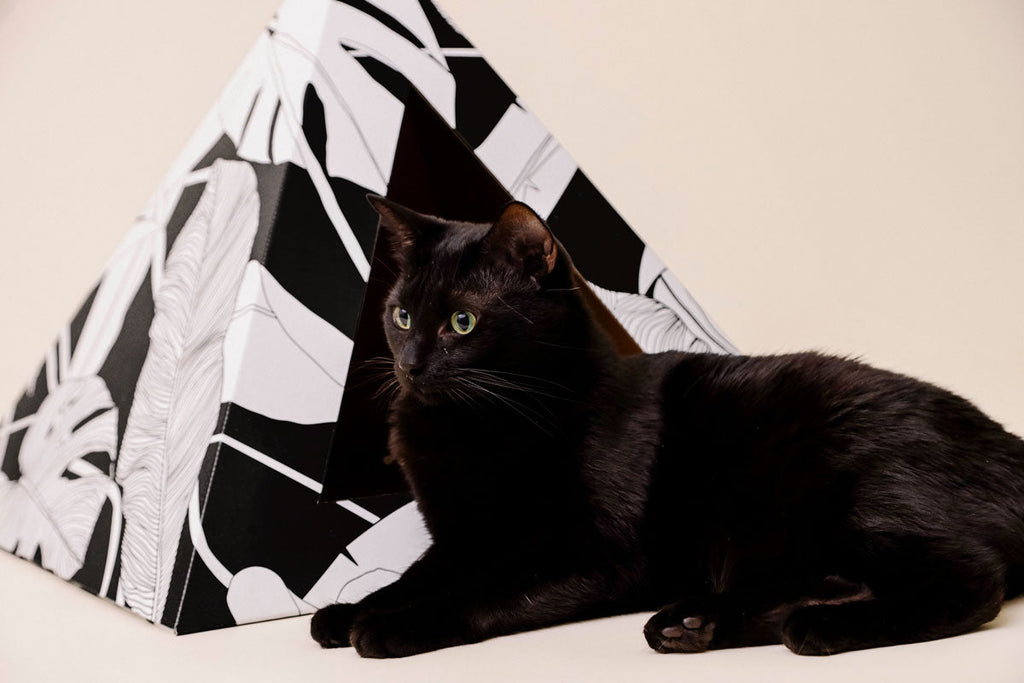 Kitty Kardboard 'Dark Paradise'