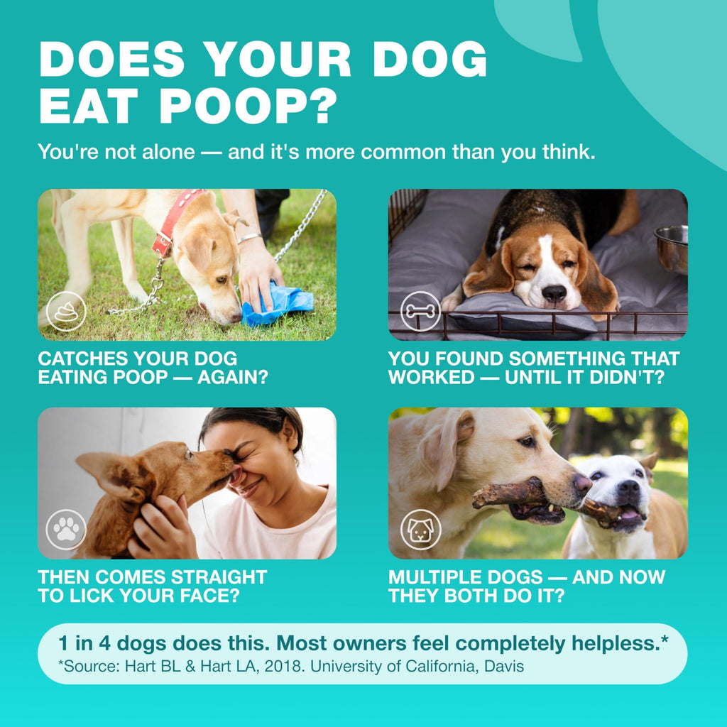 No Poo Chews for Dogs