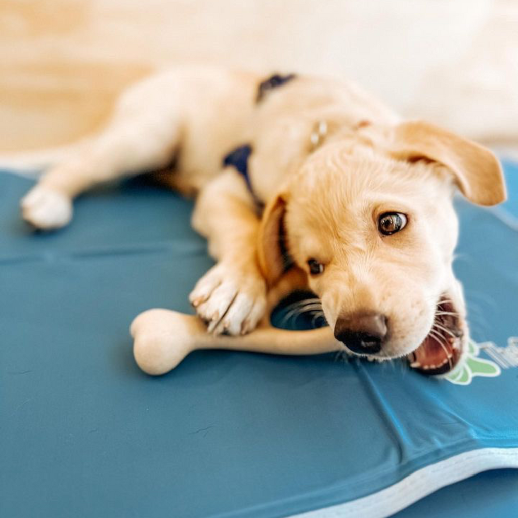 BetterBone CHEW TOY: Plant-Based Ingredients