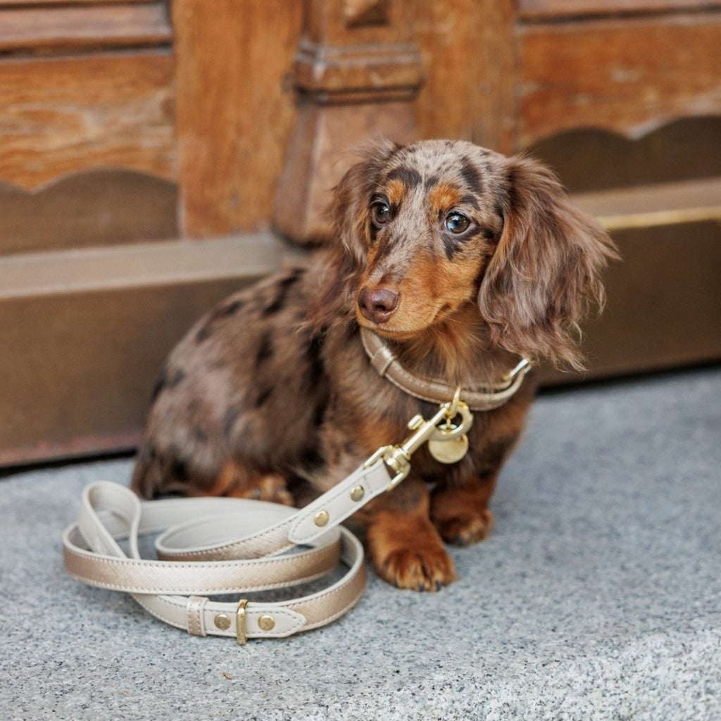 Nina Woof Vegan Leather Collar