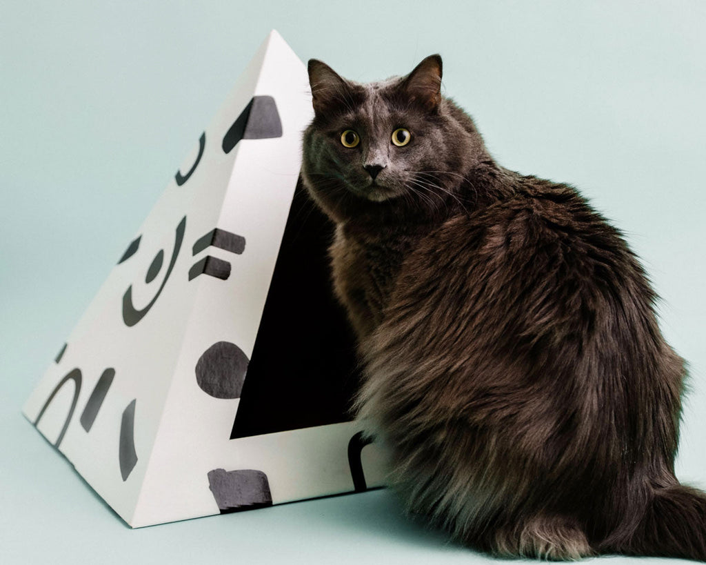 Kitty Kardboard 'Doodle'