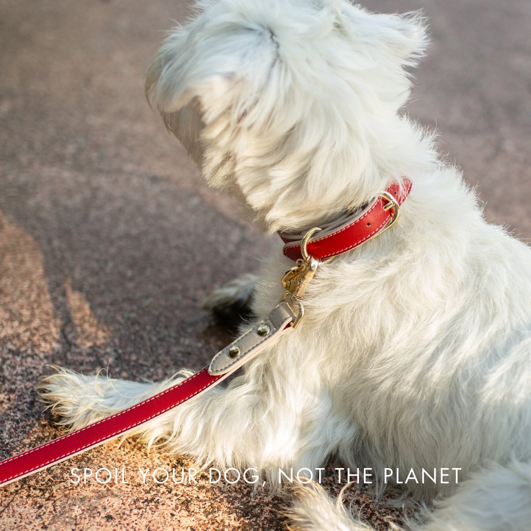 Nina Woof Vegan Leather - Copenhagen Collar