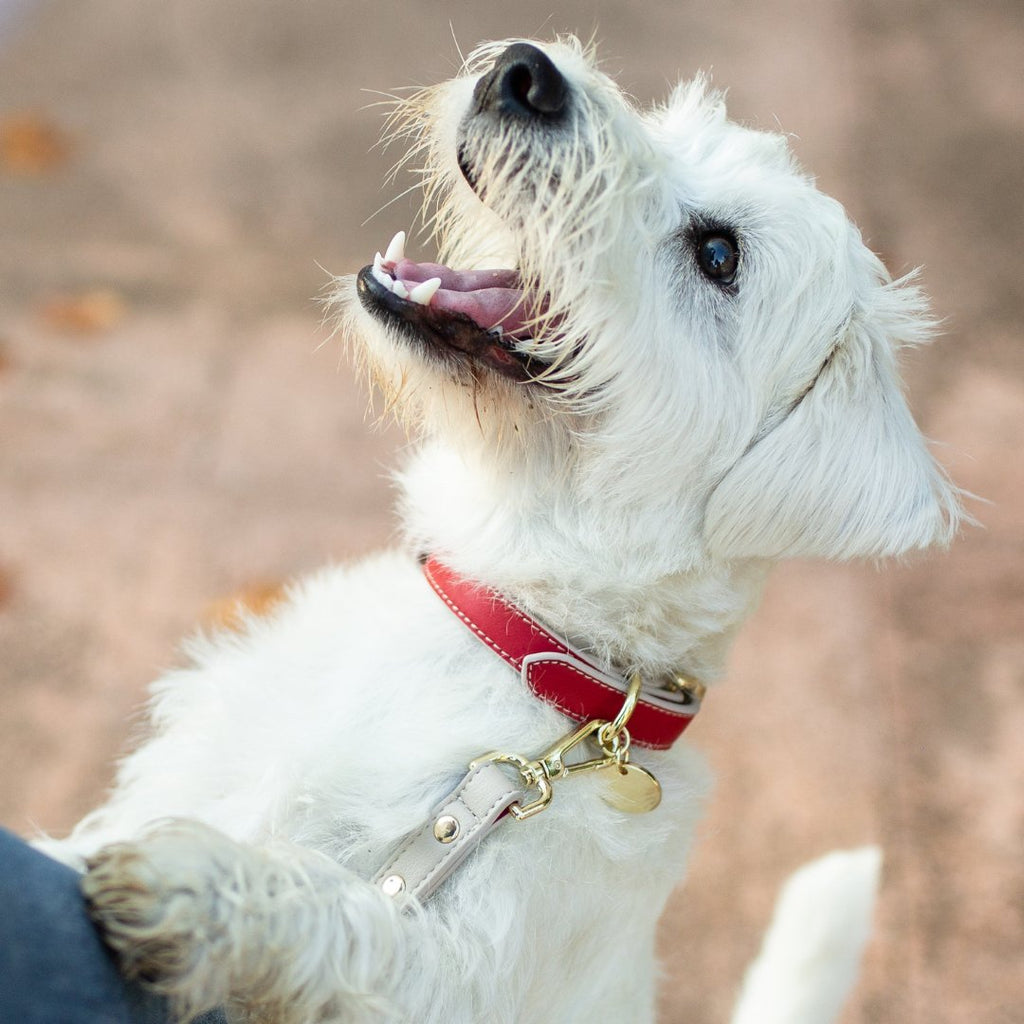 Nina Woof Vegan Leather - Copenhagen Collar