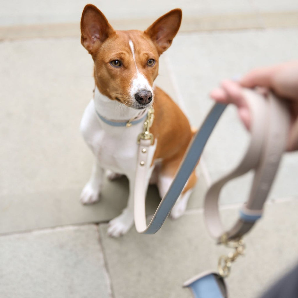 Nina Woof Vegan Leather - Cupertino Leash