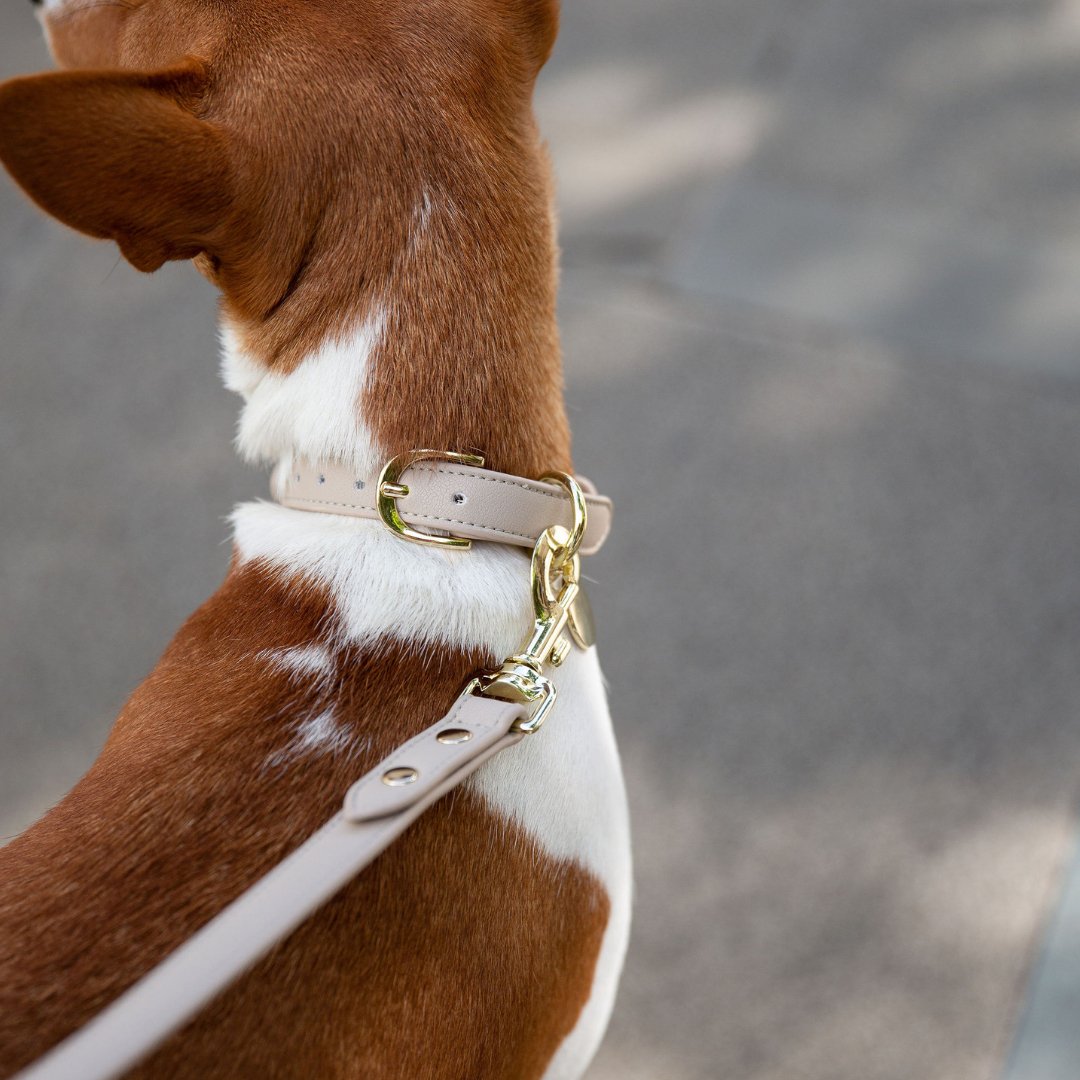 Nina Woof Vegan Leather - Cupertino Leash