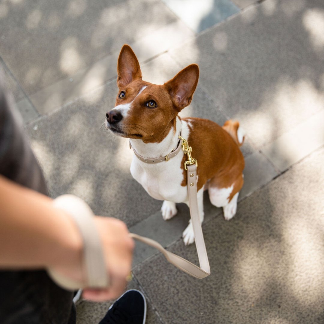 Nina Woof Vegan Leather - Cupertino Leash