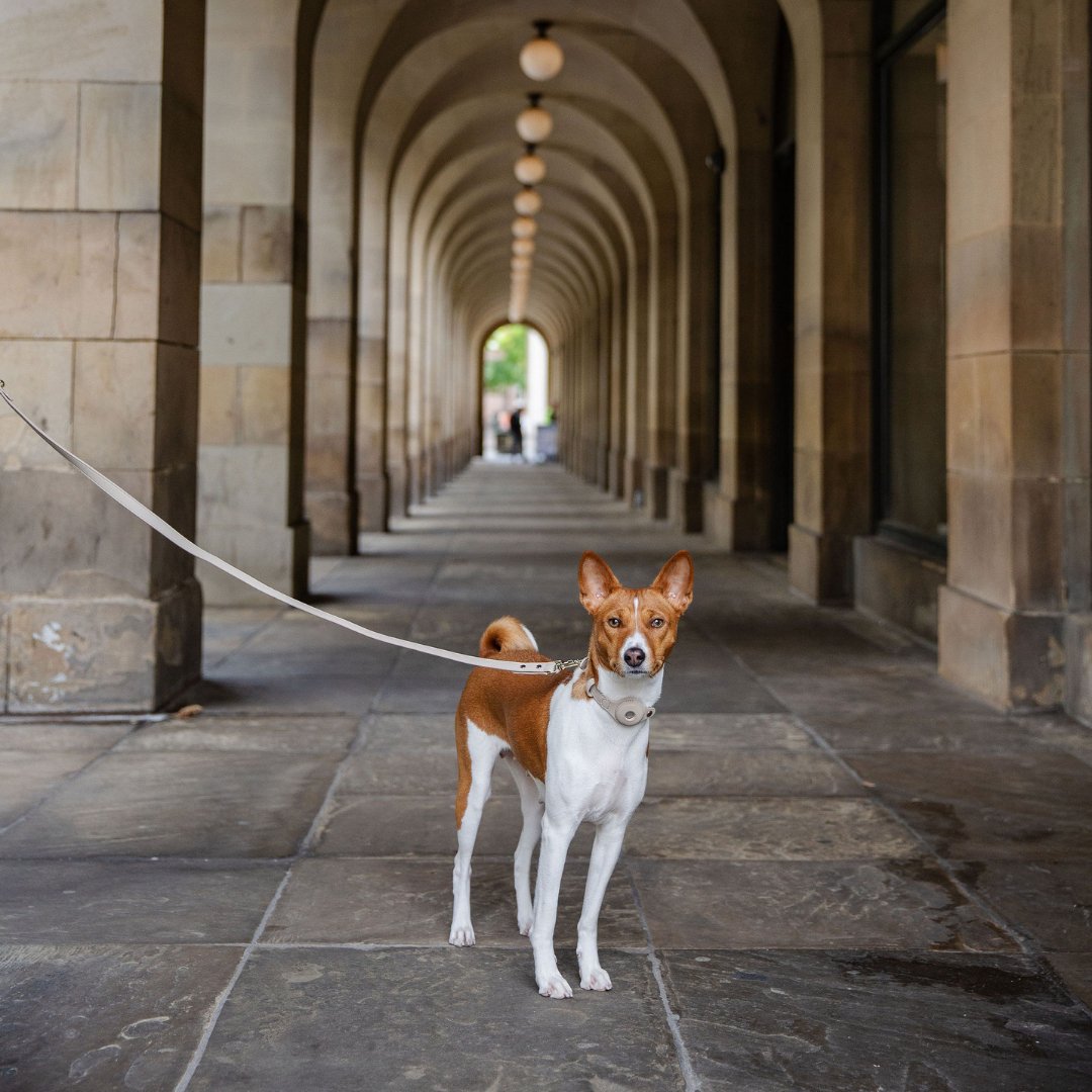 Nina Woof Vegan Leather - Cupertino Leash