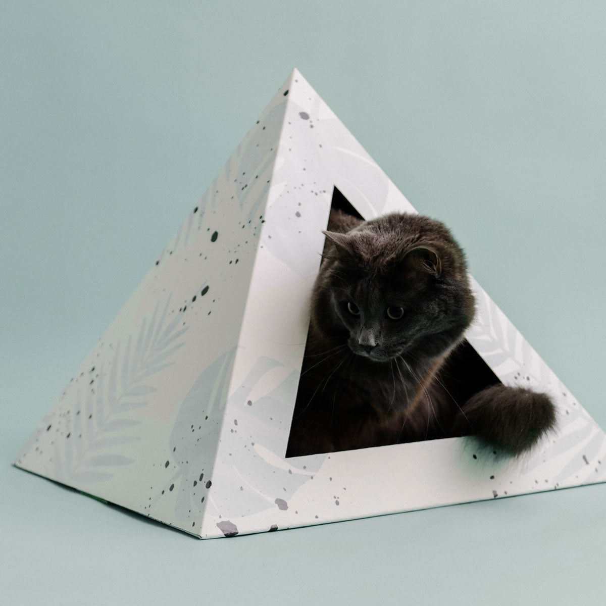 Kitty Kardboard 'Oasis'