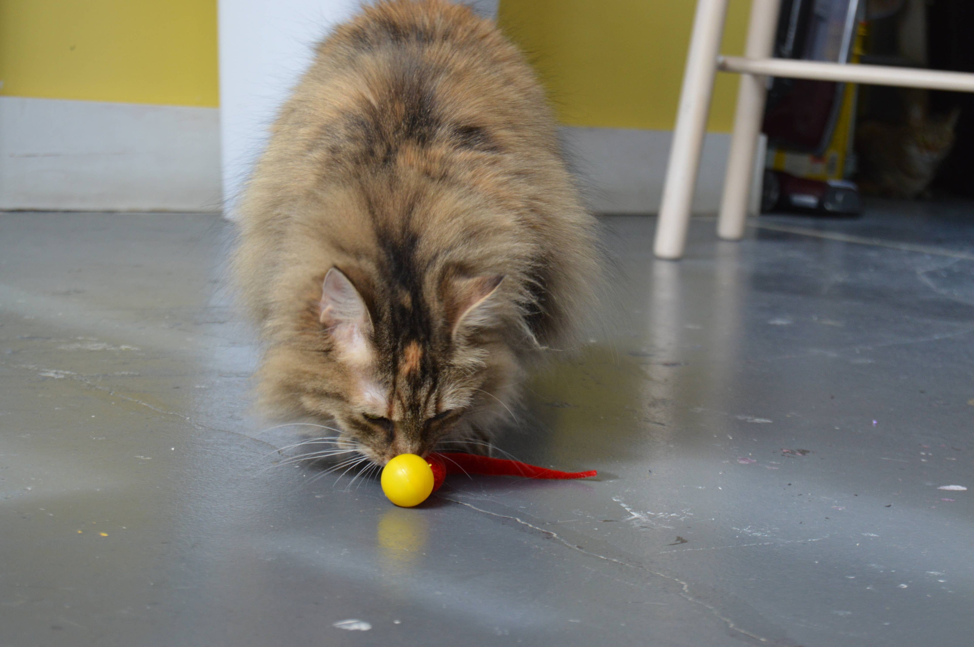 Wiggly Pong - Cat Toy Plastic Ball