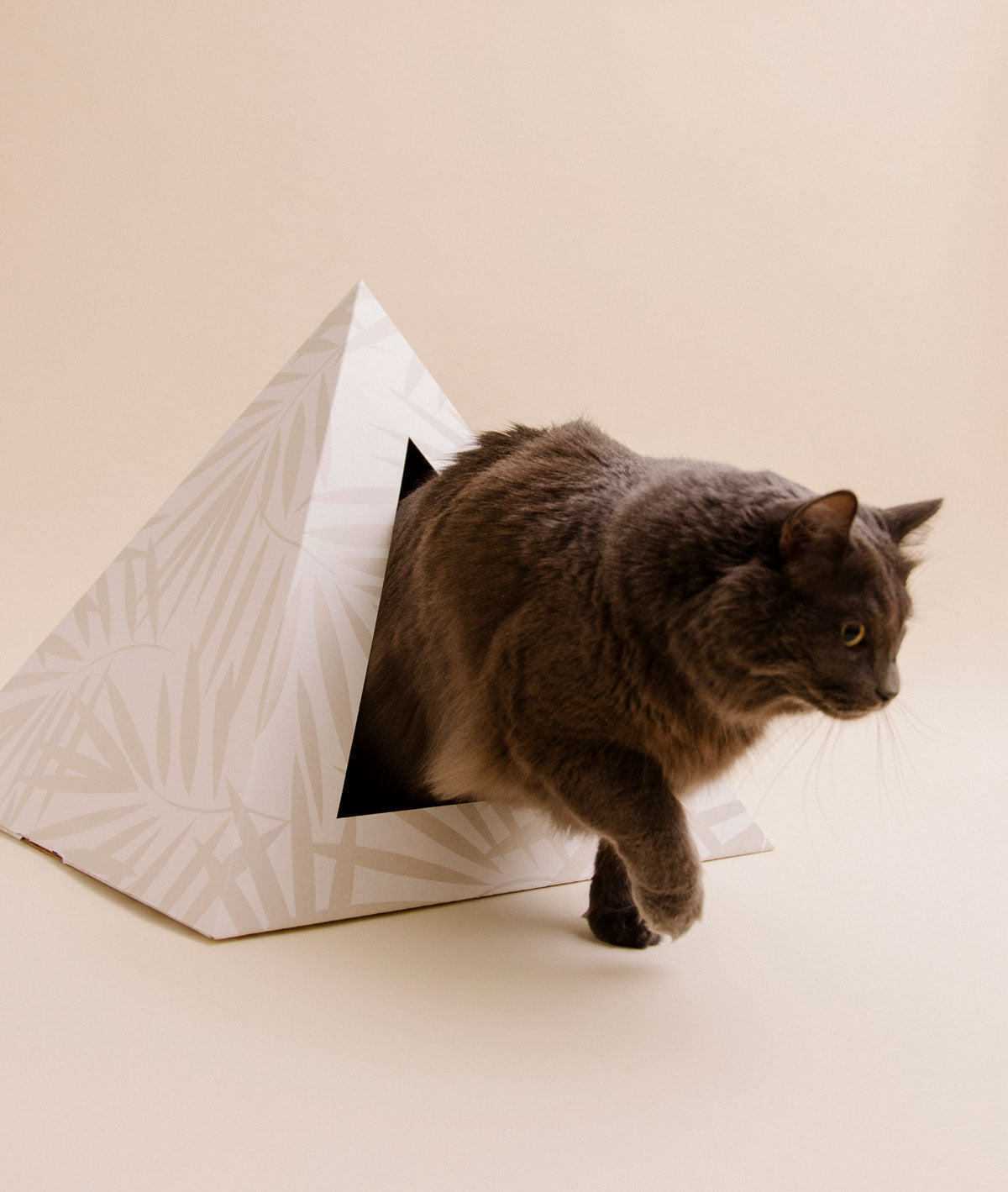 Kitty Kardboard 'Neutral Palm'