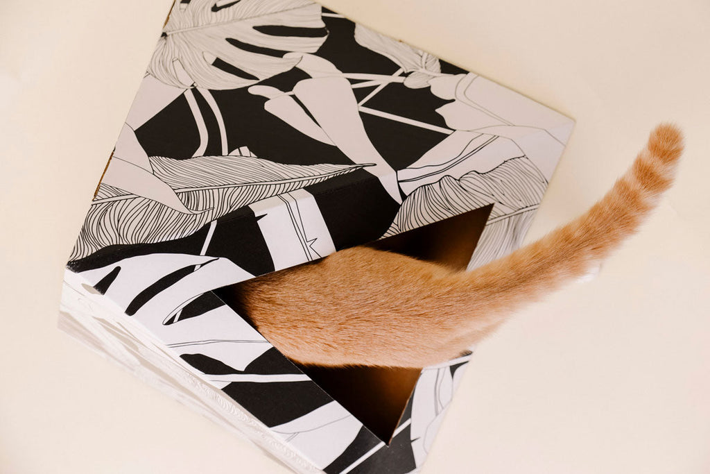 Kitty Kardboard 'Dark Paradise'