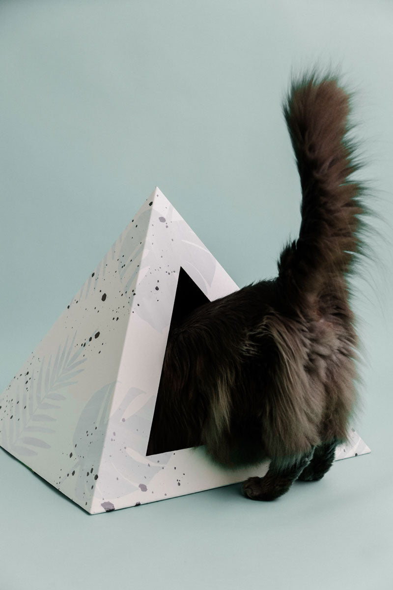 Kitty Kardboard 'Oasis'