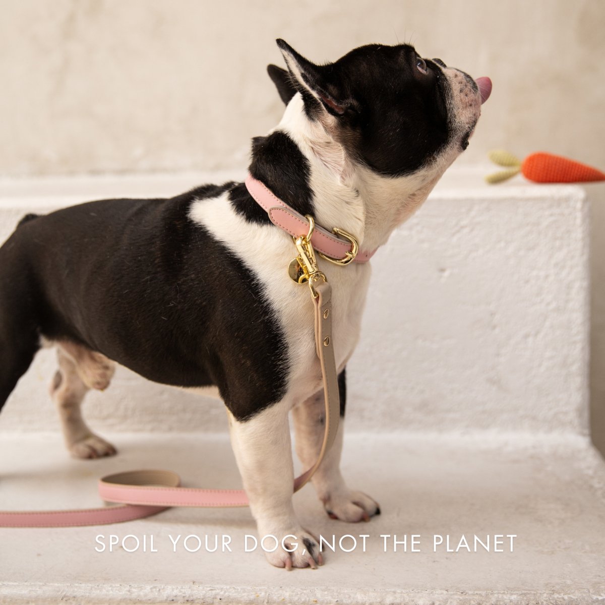 Nina Woof Vegan Leather - Cupertino Leash