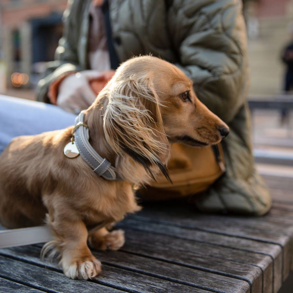 Nina Woof Vegan Leather - London Collar