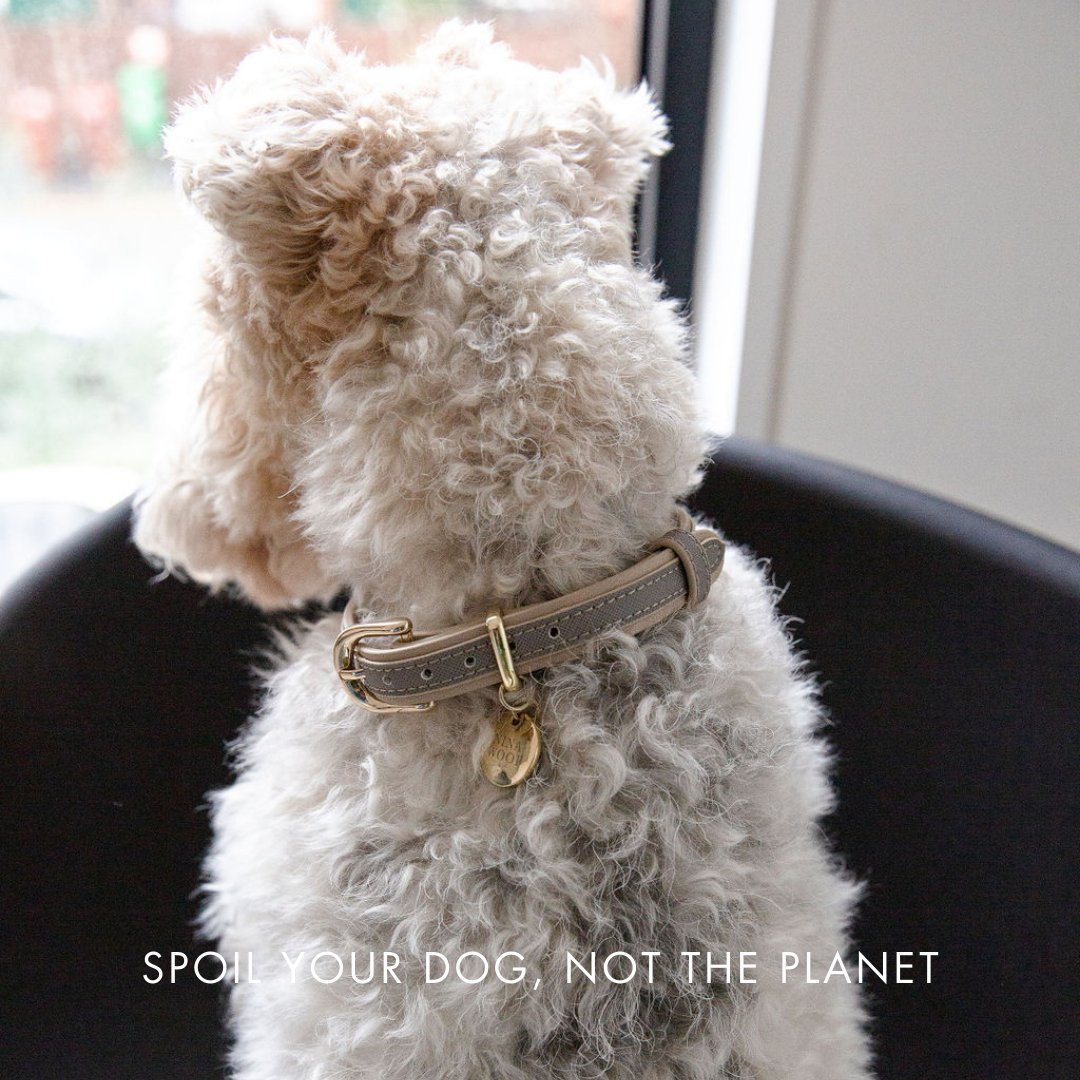 Nina Woof Vegan Leather - London Collar