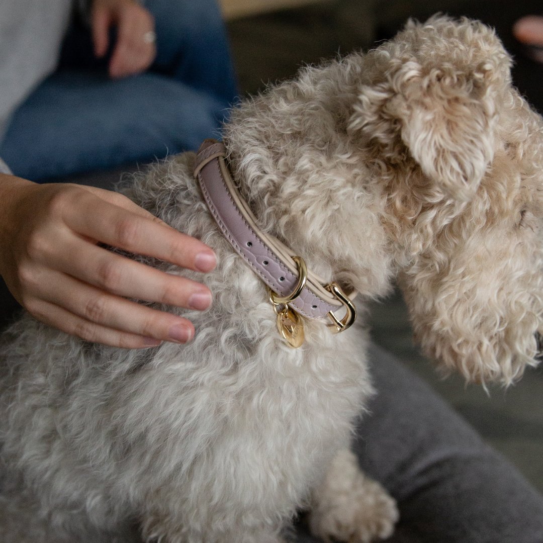 Nina Woof Vegan Leather - Milan Collar