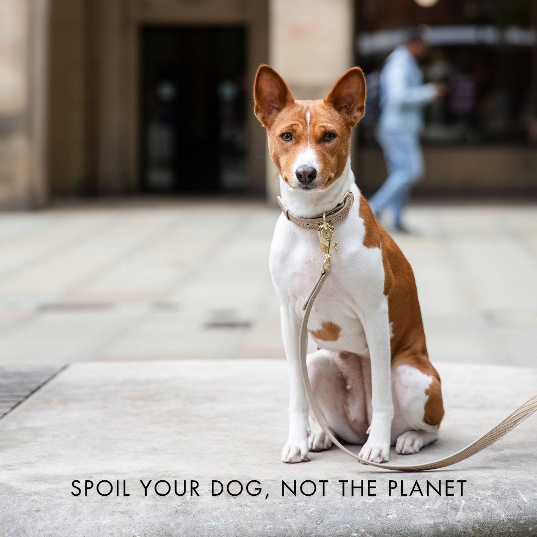 Nina Woof Vegan Leather - Milan Collar