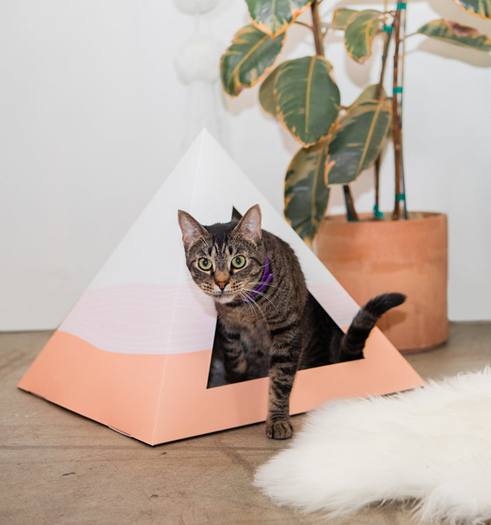 Kitty Kardboard 'Wavey'