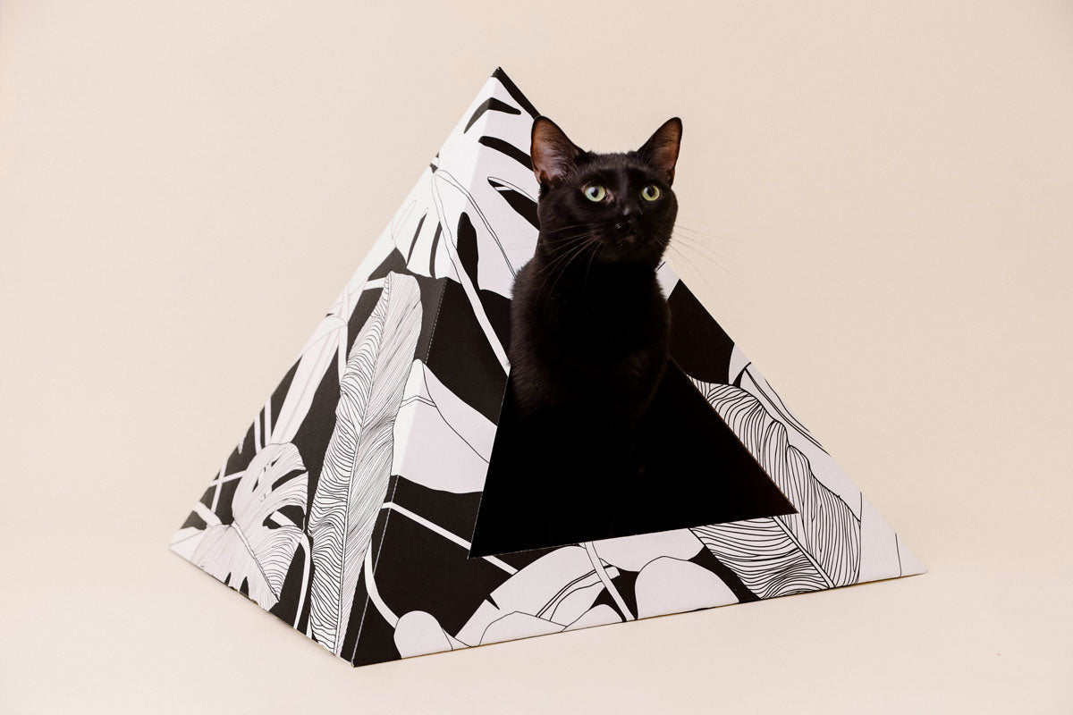 Kitty Kardboard 'Dark Paradise'