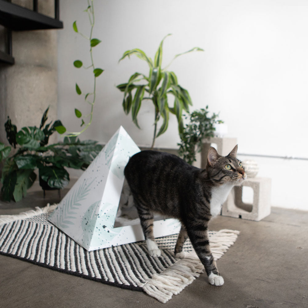 Kitty Kardboard 'Oasis'