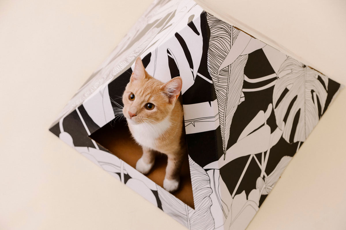 Kitty Kardboard 'Dark Paradise'