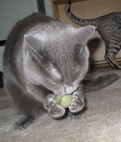 Edible Catnip Candy Ball