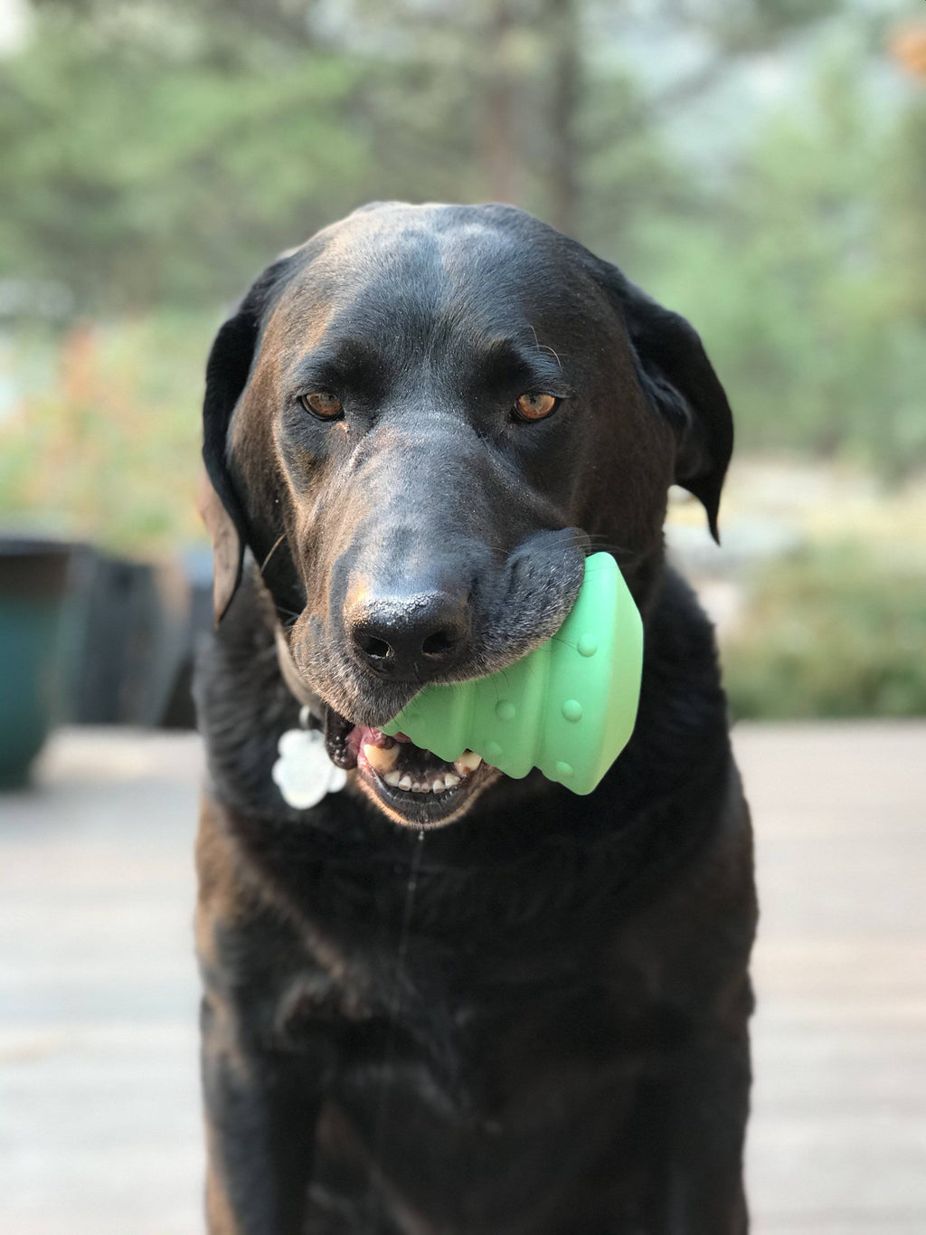 Christmas Tree Dog Toy