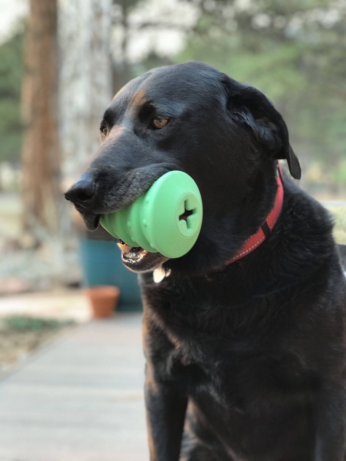 Christmas Tree Dog Toy