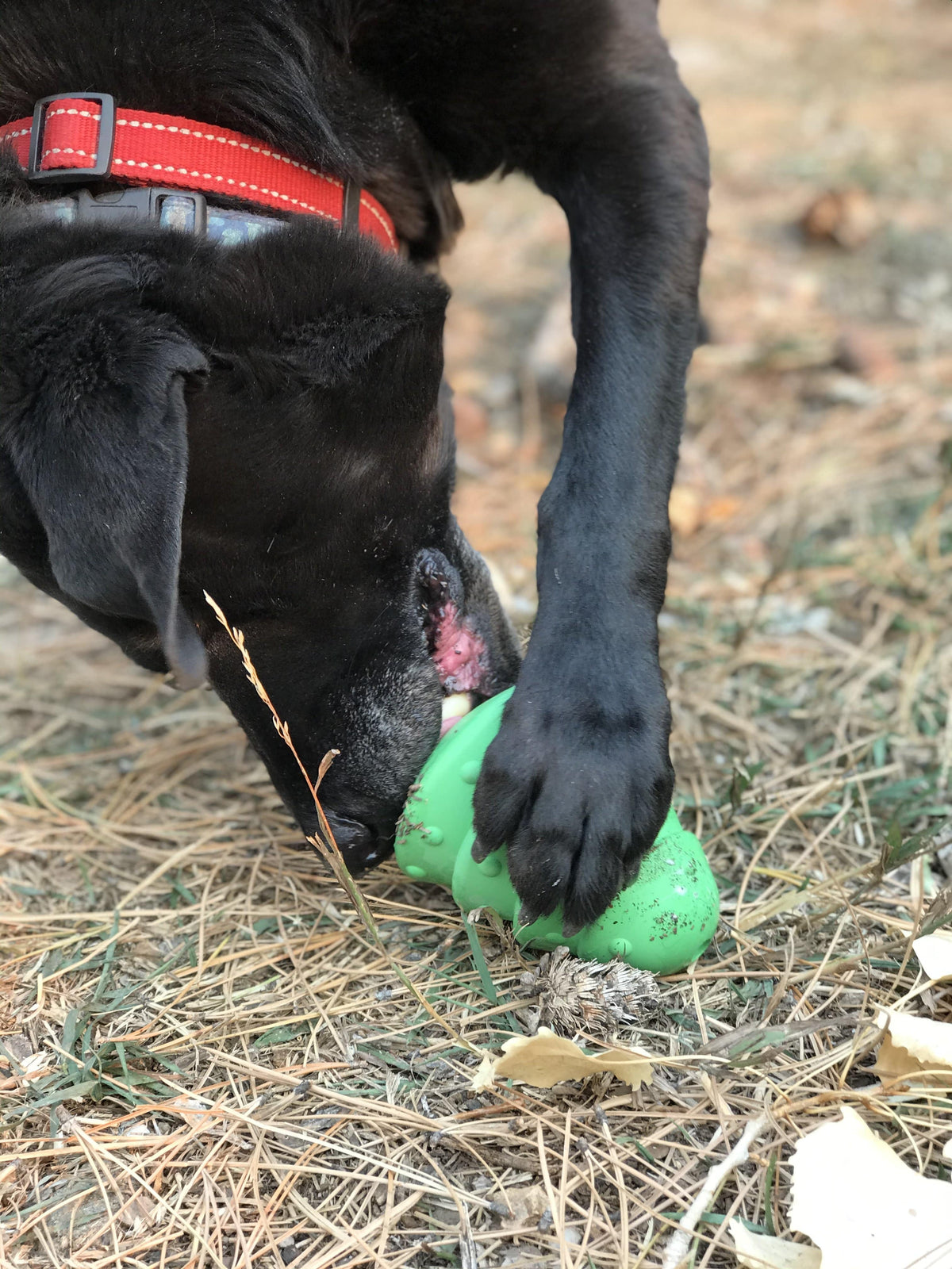 Christmas Tree Dog Toy