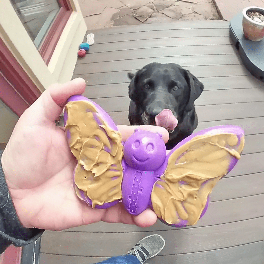 Butterfly Chew & Enrichment Toy