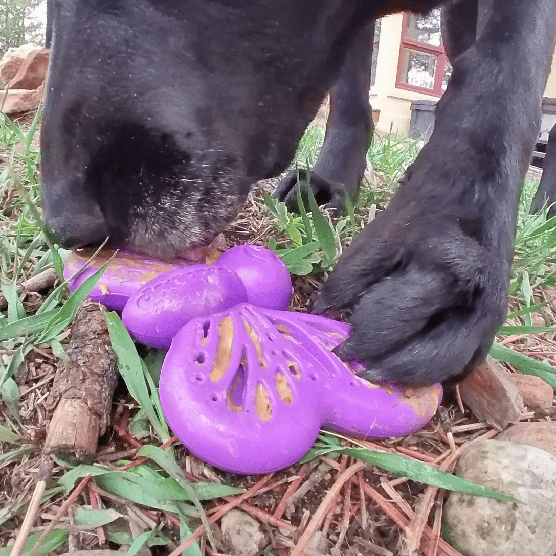 Butterfly Chew & Enrichment Toy