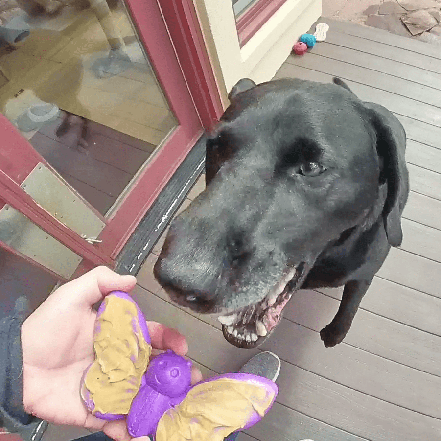 Butterfly Chew & Enrichment Toy
