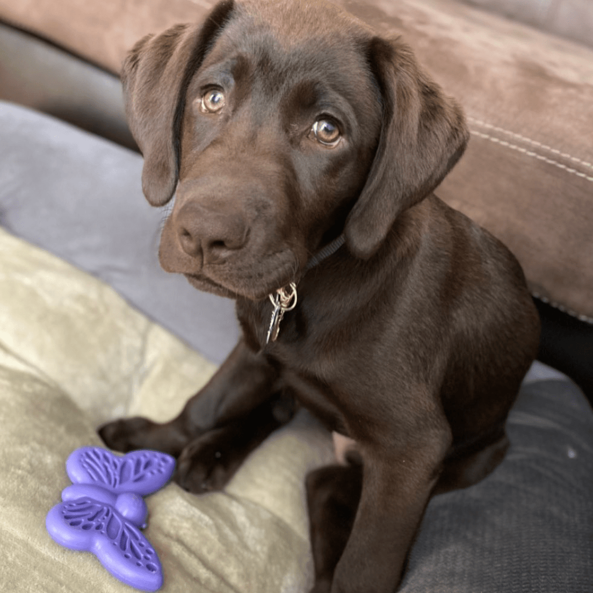 Butterfly Chew & Enrichment Toy