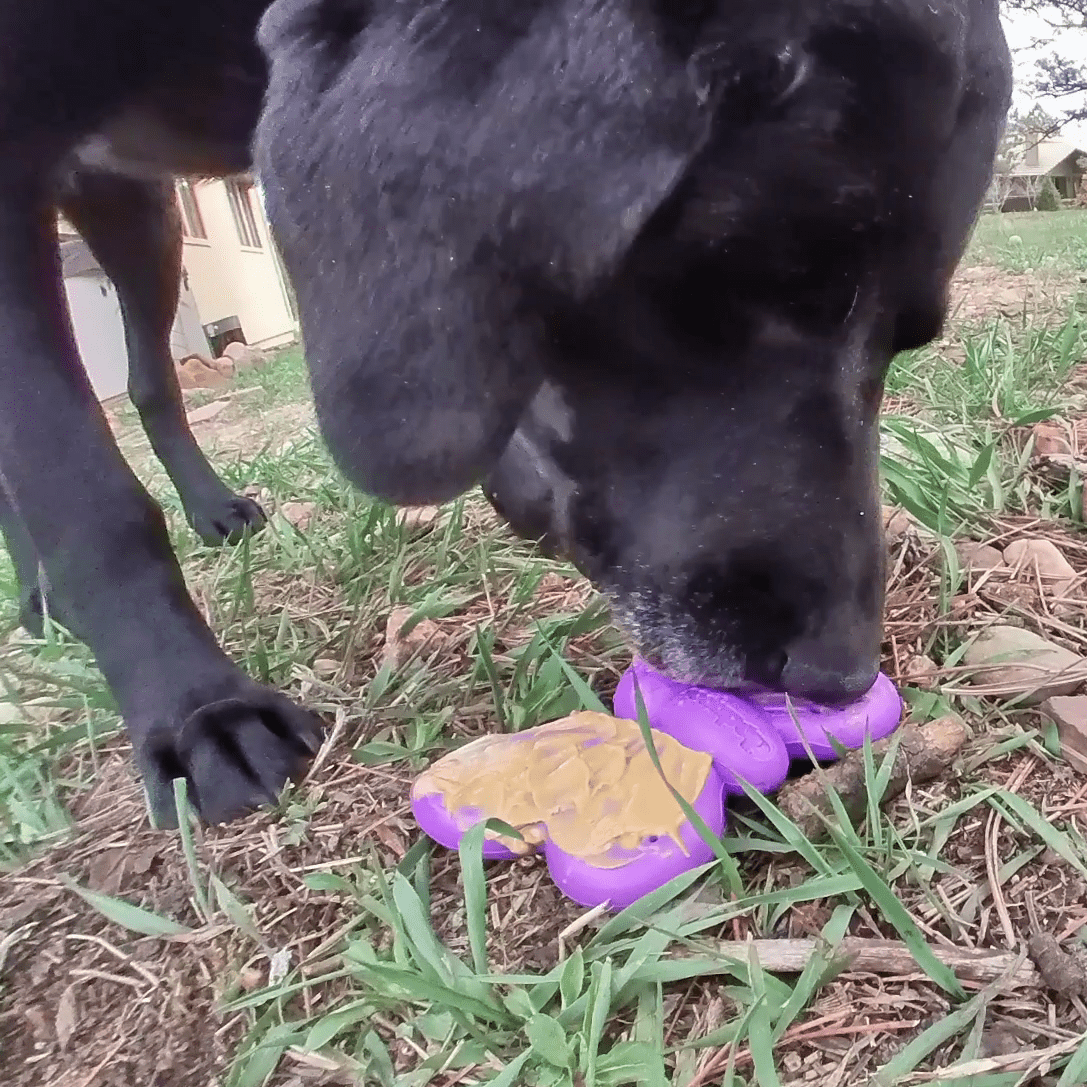 Butterfly Chew & Enrichment Toy