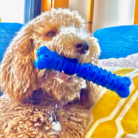 Large Natural Rubber Bone Toothbrush Toy